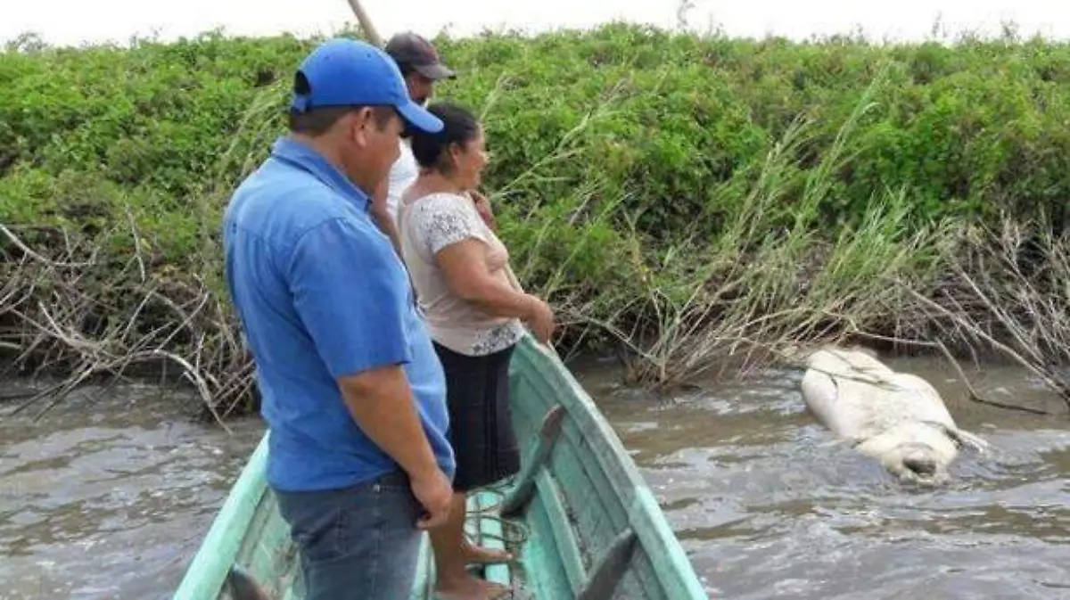 Mantíes2 copia